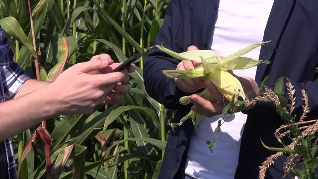Close up farmers agriculturists team hands corn field inspecting crop smartphone