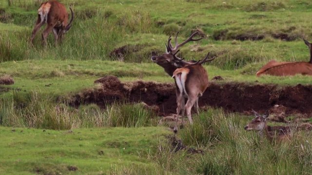 Red deer stags, Cervus elaphus, grazing and resting on moorland during august in the cairngorms national park, scotland.