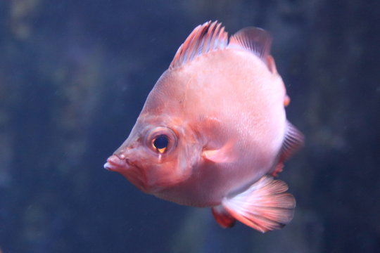 Boarfish   (Capros aper)