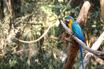 Arara do Brasil