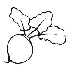 vector stylized vegetable