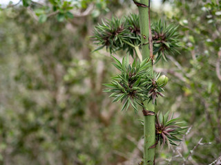 Closeup of a succulent in the Mexican jungle