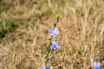 Summer meadow with different blooming wild flowers. Wild flowers in the beginning of summer.