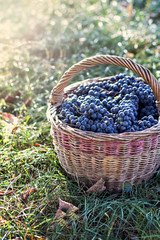 Dark grapes in a basket. Grape harvesting.