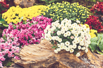 Flowers, flowers chrysanthemum, Chrysanthemum wallpaper, chrysanthemums in autumn.   Beautiful chrysanthemum as background picture.