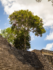 Tree growing out of a Mayan temple in Calakmul, Mexico