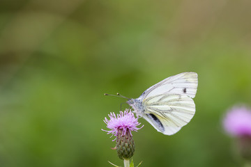 Cabbage white searching for some nectar