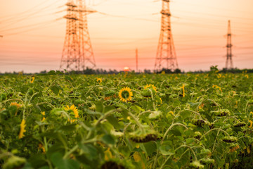 Charming landscape of sunflowers against sunrise
