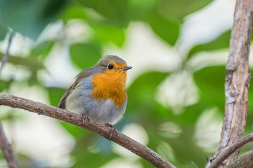 Robin in the bushes
