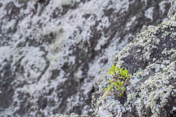Small plant on rocks
