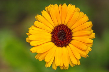 Flower head