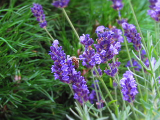 lavender#bee