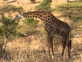 Giraffe
