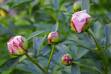 Big beautiful pink buds of garden peony