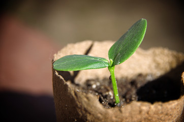 sprout sprouts. macro