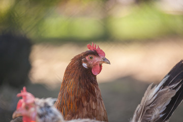 Huhn auf dem Bauernhof