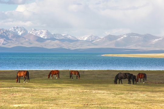 The horse  in a large meadow at Song kul lake ,  Naryn of Kyrgyzstan