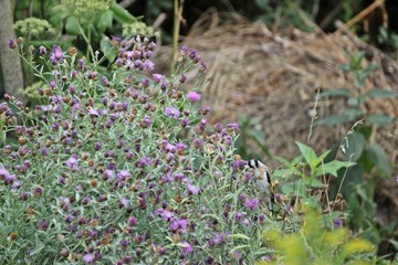 Zwei Stieglitze (Carduelis carduelis) fressen Samen der Wiesen-Flockenblume (Centaurea jacea) 
