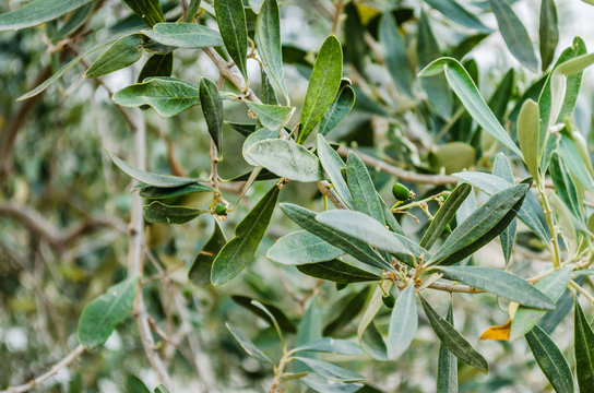 Immature fruits of the olive tree 