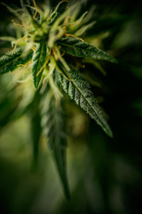 Blooming Marijuana plant with early white Flowers, cannabis sativa, medical plant