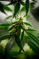 Blooming Marijuana plant with early white Flowers, cannabis sativa, medical plant