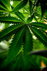 Naklejka na ściany i meble cannabis sativa, still life of marihuana leaves, medical plant