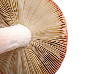 fresh mushroom isolated on the white