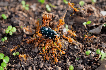 swamp of ants preying on a beetle