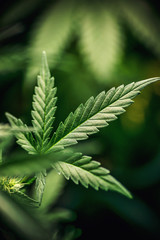 cannabis sativa, still life of marihuana leaves, medical plant