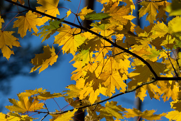 Fototapeta na wymiar Branches with autumn yellowed sunlight maple leaves