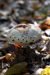 Young parasol mushroom (Macrolepiota procera or Lepiota procera) growing in forest