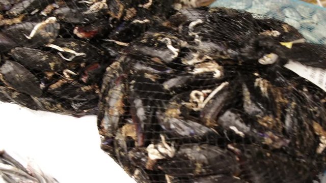 Cozze nella rete