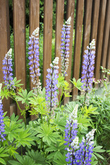 Obraz premium Many small beautiful garden flowers on the sun