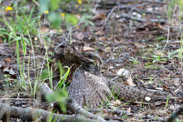 European Nightjar (Caprimulgus europaeus)
