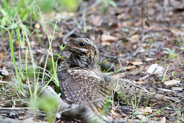 European Nightjar (Caprimulgus europaeus)