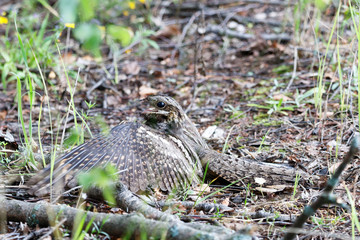European Nightjar (Caprimulgus europaeus)