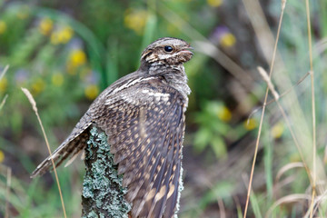 European Nightjar (Caprimulgus europaeus)