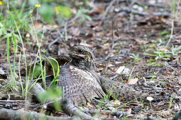 European Nightjar (Caprimulgus europaeus)