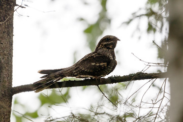 European Nightjar (Caprimulgus europaeus)