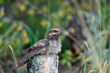 European Nightjar (Caprimulgus europaeus)