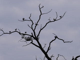 ptaki,mewa śmieszka na suchej gałęzi