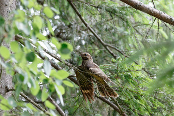 European Nightjar (Caprimulgus europaeus)