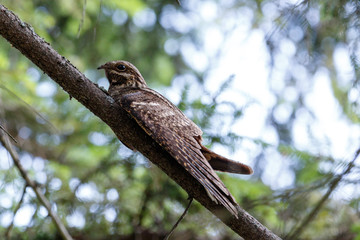 European Nightjar (Caprimulgus europaeus)