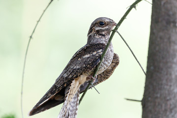 European Nightjar (Caprimulgus europaeus)