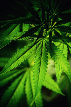 cannabis sativa, still life of marihuana leaves, medical plant