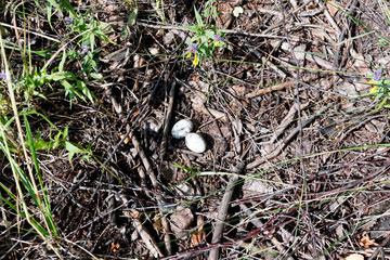 Caprimulgus europaeus. The nest of the European Nightjar in nature.