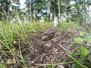 Caprimulgus europaeus. The nest of the European Nightjar in nature.