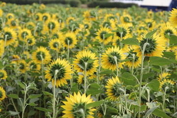 large sunflower heads in a maze ,all heads facing the sun