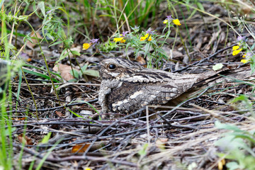 Caprimulgus europaeus. The nest of the European Nightjar in nature.