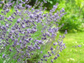 lavender#flower